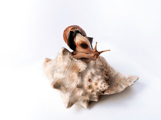 Large Achatina snail on giant empty shell of another on white background Tropical African land mollusc Achatina fulica close up Marine animals ecosystem concept of buying rental new home bigger house