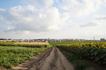 Fototapeta na wymiar Sunflower field in the countryside. Ukrainian fertile soil that supplies the whole world with sunflower oil. Dirt road in the middle of rural field.Organic food production.Ecology protection