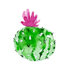 Watercolor cactus, succulent, isolated watercolor illustration on white. Natural watercolor design elements, botanical collection. Design for wedding,greeting card,photos,blogs,wreaths,pattern.