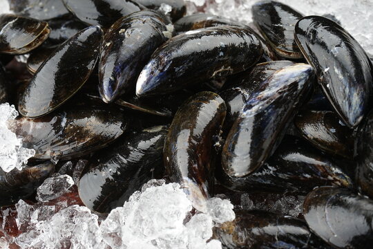 fresh sea mussels in the shell on a board with ice macro photo
