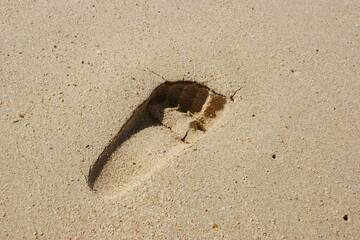 Beach Soil Landscape Sand Shadow Wood