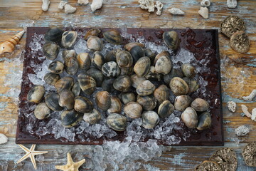 sea ​​mollusks in a gray shell on a wooden board on ice
