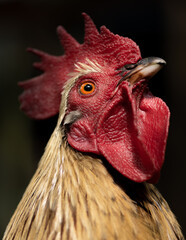 portrait of a rooster © David Gallo