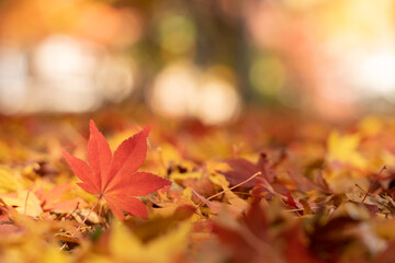 Red maple leaf  in autumn with maple tree under sunlight landscape.Maple leaves turn yellow, orange, red in autumn.