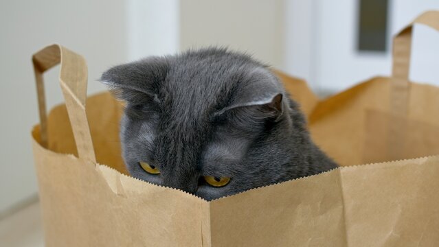 Close-up of a gray cat sits in a paper bag and looks out of it in different directions. A funny cat with short gray hair hid in a bag from a supermarket and looks out of it in different directions.