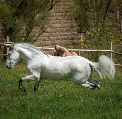 Obraz na płótnie Canvas white horse on the meadow