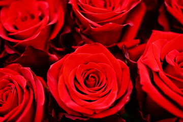 25 rote Rosen