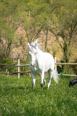 Obraz premium white horse running