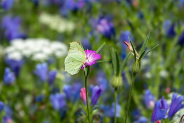 Common brimstone butterfly on bright pink corncockle with a blurred background of pretty wildflowers