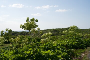 Fototapeta na wymiar Plants growing in Cape Higashi-henanazaki Park.