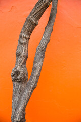 Orange wall background with tree branches on the side. Wall with natural frame.