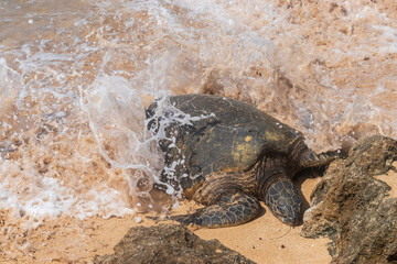 turtle on the beach