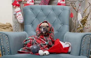 The bulldog dog sits in a chair among the Christmas interior, looking out from the cocoon of a warm...