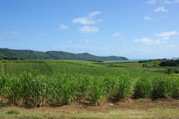 Fototapeta premium Sky Plant Cloud Natural landscape Land lot Agriculture
