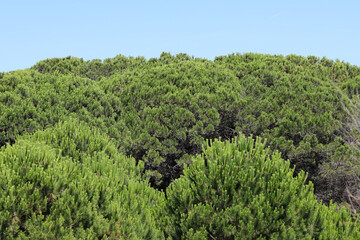 Fototapeta na wymiar thick green foliage of the MARITIME PINE type trees