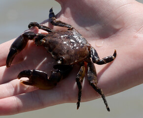 crab with powerful claws on the hand of a boy