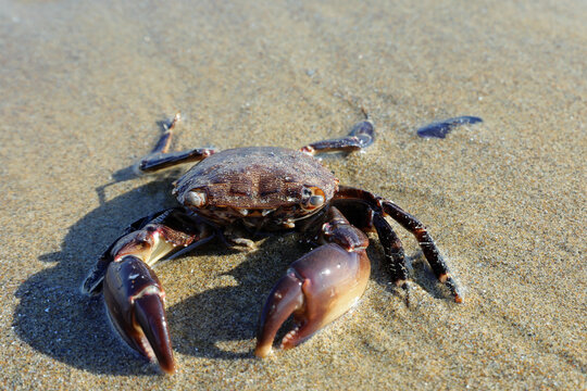 crab with powerful claws on the seashore