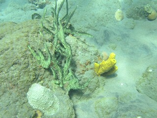 Water Organism Underwater Marine biology Fish Coral