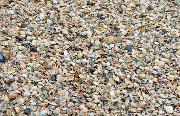 thousands of shell of various sea species