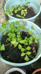 Celery plants in pots in the yard