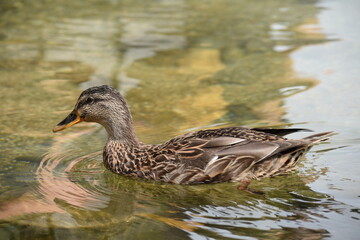 Hallstatt Austria, Upper Austria, Alps, Hallstatter See, Lake 