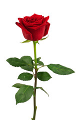 a blooming red rose with green leaves, isolate on a white background