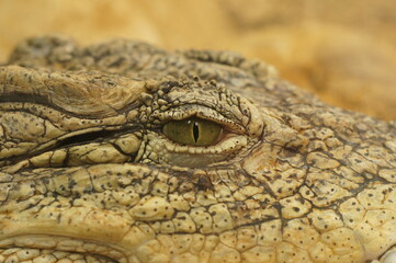 Fototapeta premium Cocodrilo