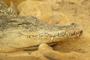 Cocodrilo