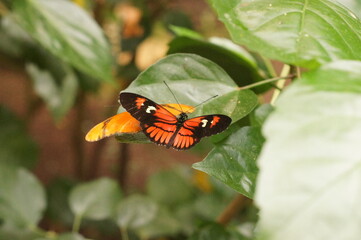 mariposa