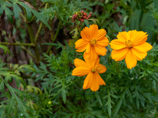 Three orange flowers with eight petals each appear standing out before dominant green foliage.
