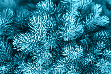 Close Up Of Pine Tree. Christmas tree branches. Fluffy fir tree brunch close up. Border of fir branches in nature with soft focus and sun glare. Copy space. background of Christmas tree