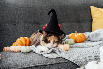 Multicolored cat in witch hat and decorative pumpkins. Relaxed cat in hat lying on the gray plaid...