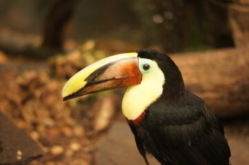 Tucán