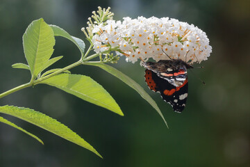 Butterfly upside down