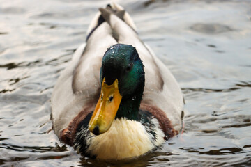 Male duck swimming in the Eibsee