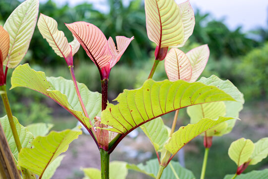 close up of green leaves kratom mitragyna speciosa.