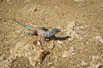 Reptile Lizard Scaled reptile Iguania Wall lizard Terrestrial animal