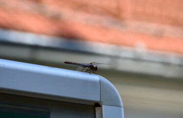 A close up on a wasp or any other insect standing still on a small plastic frame with some red brick building visible in the background spotted during a hike on a sunny summer day in Poland