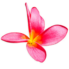 fleur de frangipanier dur fond blanc 