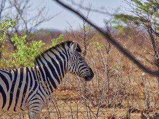 Obraz na płótnie Canvas Plains Zebra walking through Etosha Natiional Park