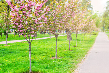 Flowers on spring blossom sakura trees in park