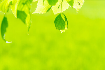 Fototapeta na wymiar Green leaves on soft green spring grass background