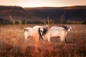 White bulls in the yards on a remote cattle station in Northern Territory in Australia at sunrise.