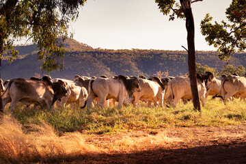 White and grey bulls running on a field on a remote cattle station in Northern Territory in...