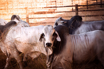 White bulls in the yards on a remote cattle station in Northern Territory in Australia at sunrise.
