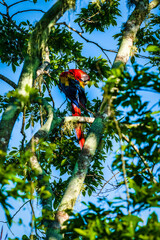 Beautiful red, yellow, and blue scarlet macaw with long tail feathers scratches its wing with its beak while resting in a tree in Costa Rica