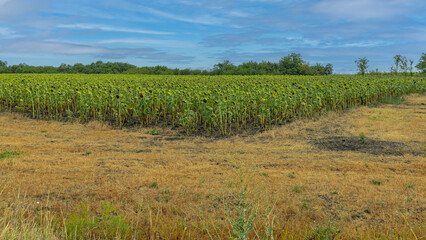 Fototapeta na wymiar Sunflower Crop Field