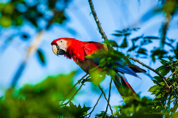Beautiful red, yellow, and blue scarlet macaw with intense gaze looks from tree branch in Costa Rica