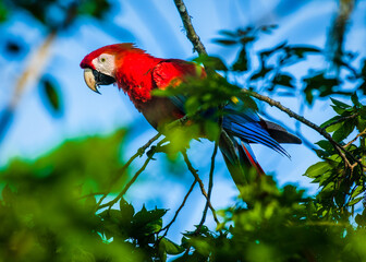 Beautiful red, yellow, and blue scarlet macaw with curious gaze looks from tree branch in Costa Rica