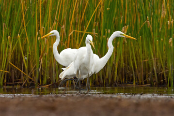 Great egret (Ardea alba) trio hunting together.